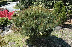 Japanese Umbrella Pine (Pinus densiflora 'Umbraculifera') at Stonegate Gardens