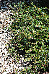 Expansa Parson's Juniper (Juniperus davurica 'Expansa') at Stonegate Gardens
