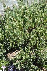 Grey Forest Juniper (Juniperus horizontalis 'Grey Forest') at A Very Successful Garden Center