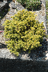 Yatsubusa Yezo Spruce (Picea jezoensis 'Yatsubusa') at Stonegate Gardens