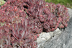 Purdy's Big Red Hens And Chicks (Sempervivum 'Purdy's Big Red') at Stonegate Gardens
