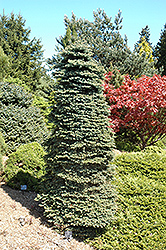Dwarf Blue Spruce (Picea pungens 'Nana') at A Very Successful Garden Center