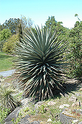 Schott's Yucca (Yucca schottii) at Stonegate Gardens