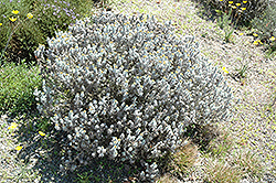 Cape Gold (Helichrysum splendidum) at Stonegate Gardens