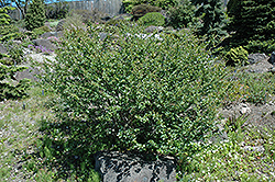 Arctic Birch (Betula nana) at Stonegate Gardens