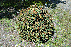 Pocono Red Spruce (Picea rubens 'Pocono') at Stonegate Gardens