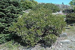 Vine Hill Manzanita (Arctostaphylos densiflora) at Stonegate Gardens