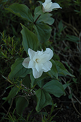 Flore Pleno Trillium (Trillium grandiflorum 'Flore Pleno') at Stonegate Gardens