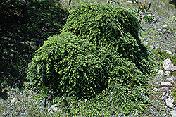 Thorsen's Weeping Hemlock (Tsuga heterophylla 'Thorsen's Weeping') at Stonegate Gardens