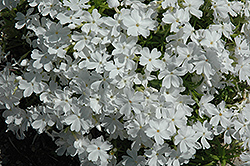 White Delight Moss Phlox (Phlox subulata 'White Delight') at Lakeshore Garden Centres