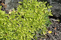 Thumbles Variety Oregano (Origanum vulgare 'Thumble's Variety') at Stonegate Gardens