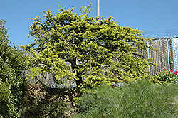 Dwarf Cedar of Lebanon (Cedrus libani 'Nana') at Stonegate Gardens