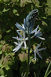 Wild Hyacinth (Camassia scilloides) at Stonegate Gardens