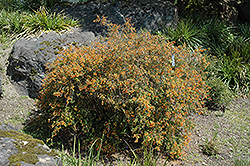 Semperflorens Coral Hedge Barberry (Berberis x stenophylla 'Semperflorens') at Stonegate Gardens