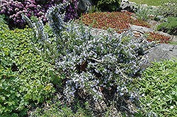 McConnell's Blue Rosemary (Rosmarinus officinalis 'McConnell's Blue') at Stonegate Gardens