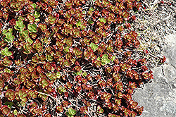 Two Row Stonecrop (Sedum spurium 'Purpurteppich') at Stonegate Gardens