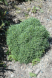 Small-Ness Cotton Lavender (Santolina chamaecyparissus 'Small-Ness') at Stonegate Gardens