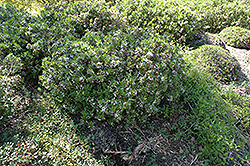 Tangutica Daphne (Daphne tangutica) at Stonegate Gardens