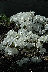 Hino White Azalea (Rhododendron 'Hino White') at Stonegate Gardens
