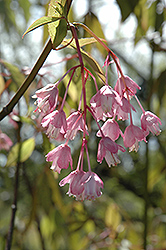 Rosea Chinese Bladdernut (Staphylea holocarpa 'Rosea') at Stonegate Gardens