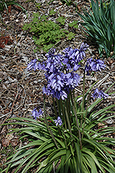 Blue Spanish Bluebell (Hyacinthoides hispanica 'Blue') at Stonegate Gardens