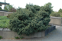 Blue Shag White Pine (Pinus strobus 'Blue Shag') at Lakeshore Garden Centres