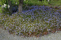 Georgia Blue Speedwell (Veronica peduncularis 'Georgia Blue') at Stonegate Gardens