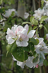 Summerland Apple (Malus 'Summerland') at Stonegate Gardens