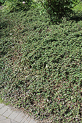 Formosan Carpet Creeping Taiwan Bramble (Rubus rolfei 'Formosan Carpet') at Stonegate Gardens