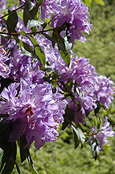 Ness' Best Rhododendron (Rhododendron augustinii 'Ness' Best') at Stonegate Gardens