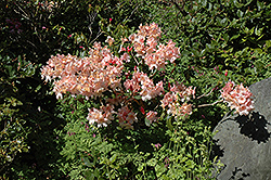 David Lam Rhododendron (Rhododendron 'David Lam') at Stonegate Gardens