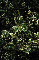 Gold Coast English Holly (Ilex aquifolium 'Monvila') at Stonegate Gardens