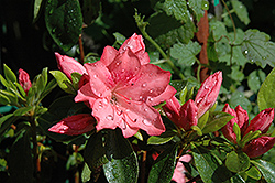 Girard's Renee Michelle Azalea (Rhododendron 'Girard's Renee Michelle') at Stonegate Gardens