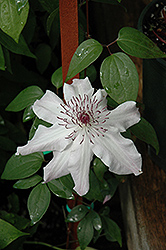 Eye Of The Storm Clematis (Clematis 'Vancouver Fragrant Star') at Stonegate Gardens