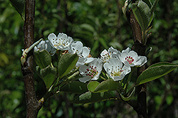 Shinseiki Asian Pear (Pyrus pyrifolia 'Shinseiki') at Stonegate Gardens
