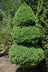 Dwarf Alberta Spruce (Picea glauca 'Conica (pom pom)') at A Very Successful Garden Center