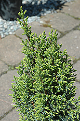 Pencil Point Juniper (Juniperus communis 'Pencil Point') at Stonegate Gardens