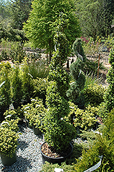 Common Boxwood (spiral) (Buxus sempervirens '(spiral)') at Stonegate Gardens