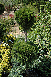 Spartan Juniper (pom pom) (Juniperus chinensis 'Spartan (pom pom)') at Stonegate Gardens
