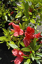Flame Creeper Azalea (Rhododendron 'Flame Creeper') at Stonegate Gardens