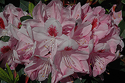 Mrs. Furnival Rhododendron (Rhododendron 'Mrs. Furnival') at Stonegate Gardens
