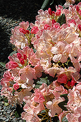 Percy Wiseman Rhododendron (Rhododendron 'Percy Wiseman') at Stonegate Gardens