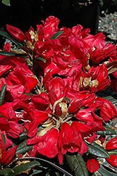 Fred Peste Rhododendron (Rhododendron 'Fred Peste') at Stonegate Gardens