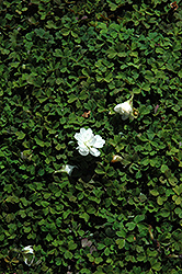 Nelson Wood Sorrel (Oxalis magellanica 'Nelson') at Stonegate Gardens