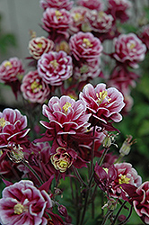 Winky Double Red And White Columbine (Aquilegia 'Winky Double Red And White') at A Very Successful Garden Center