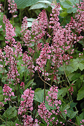 Dayglow Pink Foamy Bells (Heucherella 'Dayglow Pink') at The Mustard Seed