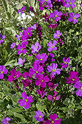 Rokey's Purple Rock Cress (Aubrieta x cultorum 'Rokey's Purple') at A Very Successful Garden Center