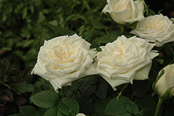 Kordana White Rose (Rosa 'Kordana White') at Stonegate Gardens