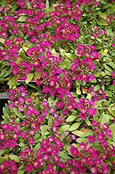 Easter Bonnet Violet Alyssum (Lobularia maritima 'Easter Bonnet Violet') at A Very Successful Garden Center