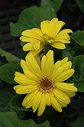 Yellow Gerbera Daisy (Gerbera 'Yellow') at Stonegate Gardens
